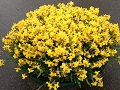 Keukenhof